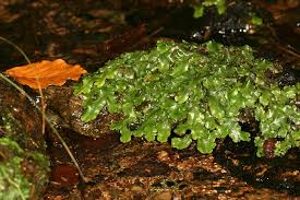 Attēlu rezultāti vaicājumam “Conocephalum”