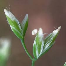 Attēlu rezultāti vaicājumam “Poa remota bud”