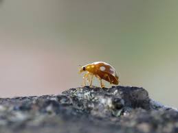 Attēlu rezultāti vaicājumam “Halyzia sedecimguttata”