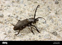 Attēlu rezultāti vaicājumam “Lamia textor”