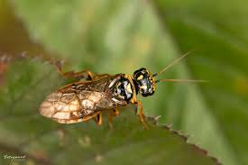 Attēlu rezultāti vaicājumam “Pamphiliidae”