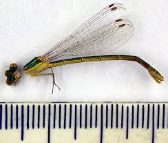 Attēlu rezultāti vaicājumam “Lestes virens”