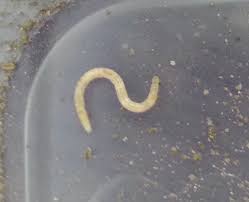 Attēlu rezultāti vaicājumam “Therevidae larva”