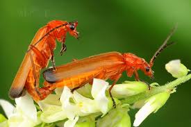 Attēlu rezultāti vaicājumam “Rhagonycha fulva”