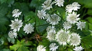 Attēlu rezultāti vaicājumam “Astrantia major leaf”