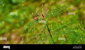 Attēlu rezultāti vaicājumam “Equisetum pratense”