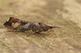 Attēlu rezultāti vaicājumam “Glyphotaelius pellucidus”