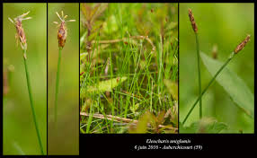 Attēlu rezultāti vaicājumam “Eleocharis uniglumis”