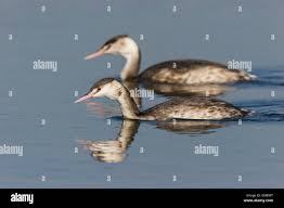 Attēlu rezultāti vaicājumam “Podiceps cristatus adult”