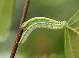 Attēlu rezultāti vaicājumam “Leucodonta bicoloria imago”