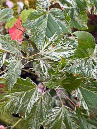 Attēlu rezultāti vaicājumam “Acer rufinerve fruit”