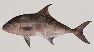 Image result for Seriola rivoliana