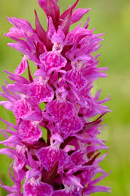 Attēlu rezultāti vaicājumam “Dactylorhiza russowii flower”