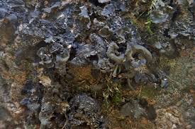 Attēlu rezultāti vaicājumam “Collema flaccidum”