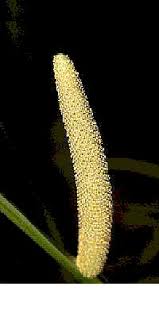 Image result for Acorus calamus
