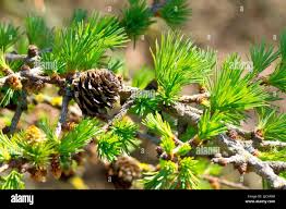 Attēlu rezultāti vaicājumam “Larix kaempferi female flower”