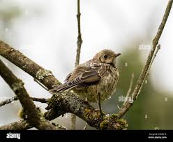 Attēlu rezultāti vaicājumam “Turdus viscivorus juvenile”