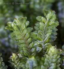 Attēlu rezultāti vaicājumam “Diplophyllum albicans”