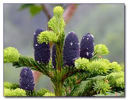 Attēlu rezultāti vaicājumam “Abies mariesii”