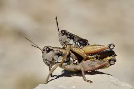 Attēlu rezultāti vaicājumam “Podisma pedestris”