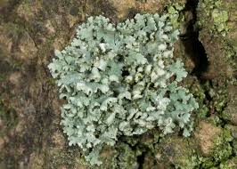 Attēlu rezultāti vaicājumam “Physcia adscendens”