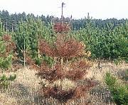 Attēlu rezultāti vaicājumam “Heterobasidion annosum”