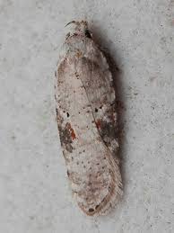 Attēlu rezultāti vaicājumam “Agonopterix alstromeriana”