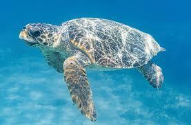 Image result for Caretta caretta
