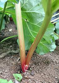 Attēlu rezultāti vaicājumam “Rheum rhabarbarum”