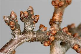 Attēlu rezultāti vaicājumam “Prunus spinosa fruit”