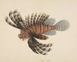 Image result for Pterois volitans