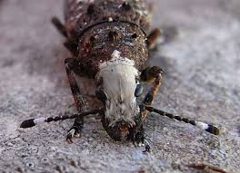 Attēlu rezultāti vaicājumam “Platystomos albinus”