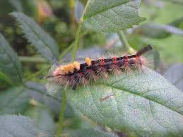 Attēlu rezultāti vaicājumam “Orgyia antiqua”