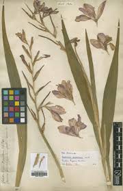 Attēlu rezultāti vaicājumam “Gladiolus imbricatus fruit”