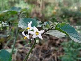 Attēlu rezultāti vaicājumam “Solanum nigrum flower”