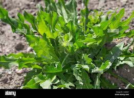 Image result for Zichorie