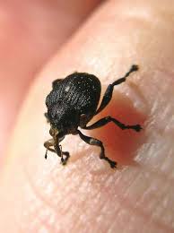 Attēlu rezultāti vaicājumam “Mononychus punctumalbum”