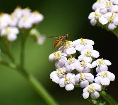 Attēlu rezultāti vaicājumam “Achillea salicifolia”