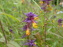 Attēlu rezultāti vaicājumam “Melampyrum nemorosum”