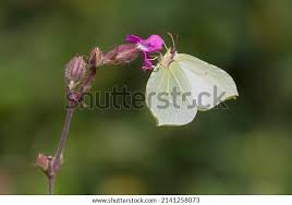 Attēlu rezultāti vaicājumam “Gonepteryx rhamni female”