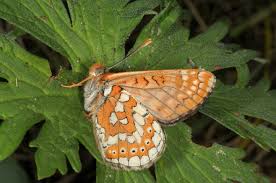 Attēlu rezultāti vaicājumam “Euphydryas maturna larva”