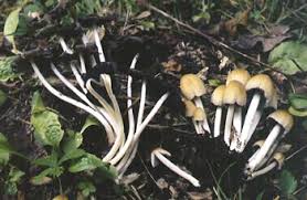 Attēlu rezultāti vaicājumam “Coprinus micaceus”