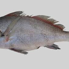 Image result for Pogonias cromis