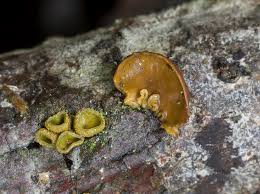 Attēlu rezultāti vaicājumam “Ionomidotis irregularis”