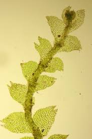 Attēlu rezultāti vaicājumam “Calypogeia fissa”