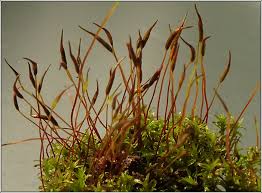 Attēlu rezultāti vaicājumam “Barbula unguiculata macro”