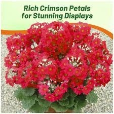 Image result for Primula malacoides