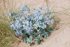 Attēlu rezultāti vaicājumam “Eryngium maritimum”