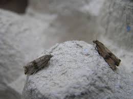 Attēlu rezultāti vaicājumam “Celypha striana”