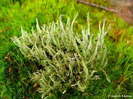 Attēlu rezultāti vaicājumam “Cladonia norvegica”